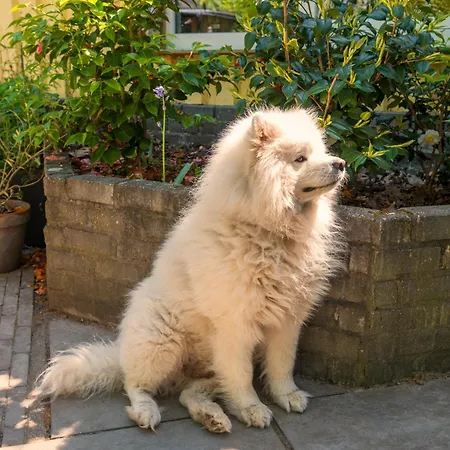 Cozy House - Fietsverhuur, Eigen Keuken En Badkamer *
