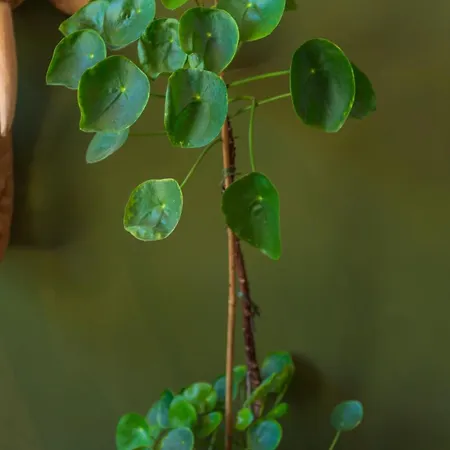 Cozy House - Fietsverhuur, Eigen Keuken En Badkamer Apartman