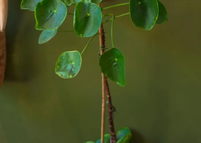 Cozy House - Fietsverhuur, Eigen Keuken En Badkamer Apartment