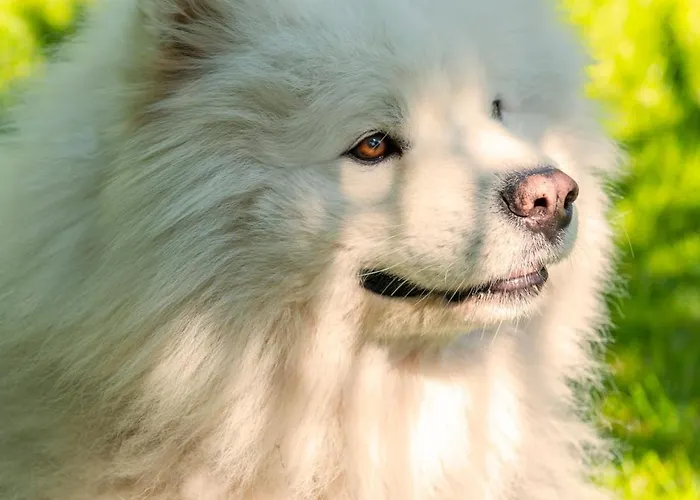 Cozy House - Fietsverhuur, Eigen Keuken En Badkamer * Nimega